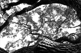 Eichler Homes Thousand Oaks